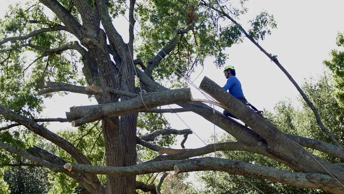Professional Crown Thinning performed by certified arborists in Slaterville Springs